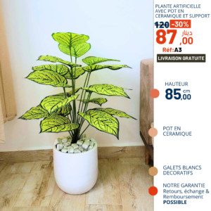 Les Verts Tunisie - Dieffenbachia Plante naturelle d'intérieur Pot